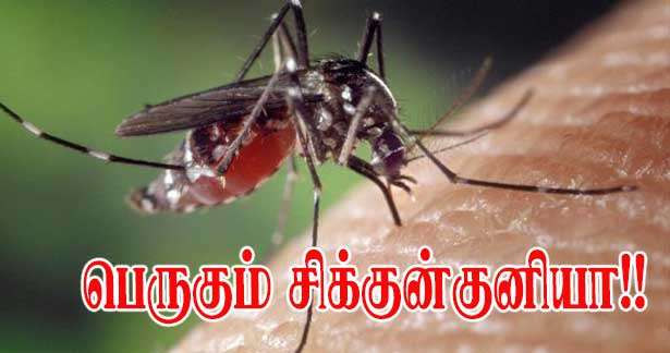 பிரான்சில் பெருகும் சிக்குன்குனியா!!! ஒரு  மாதத்திற்குள் 1000 பேரிற்குத் தொற்று!!