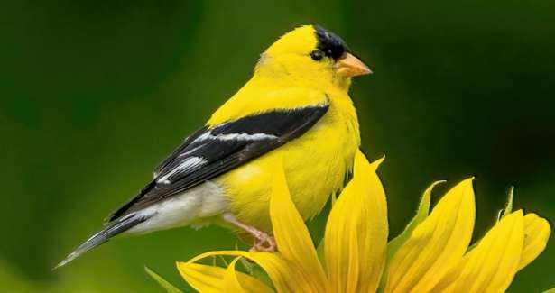 மிக அரிதான goldfinches பறவைகளை கடத்திய இருவர் கைது!