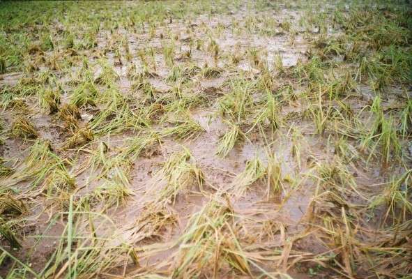 இரண்டு நாள் மழையால் 20 லட்சம் டன்! நெல் வீண்: விவசாயிகள் அவதி