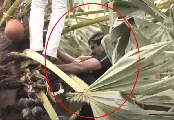 பனை மரம் ஏறி கள் இறக்கினார் சீமான்; தடையை மீறி போராட்டம்!