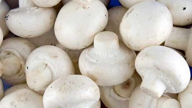 காளான்கள் தொடர்பில் அதிர்ச்சி தகவல்..