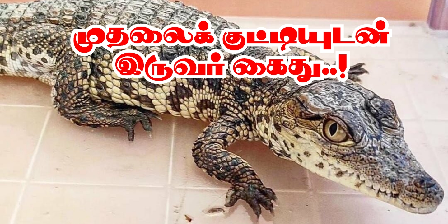 Villejuif : முதலைக்குட்டியுடன் பயணித்த இருவர் கைது!!