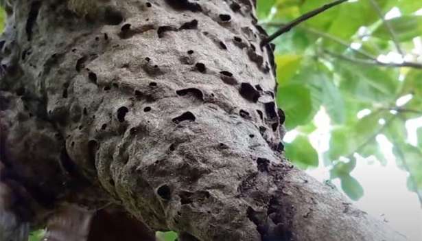 இலங்கையில் அதிக விஷத்தன்மை கொண்ட எறும்பு