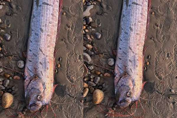  சுனாமி, பூகம்பத்தை குறிக்கும் Oarfish...!  மீண்டும் கரை ஒதுங்கியதாக தகவல்