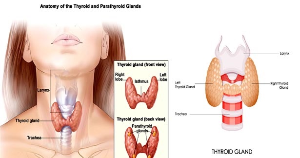 பெண்களின் உடல் பருமனும் தைராய்டும்