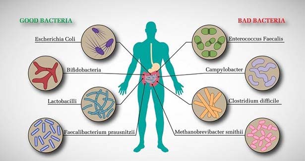 கெட்ட பாக்டீரியாக்கள் ஏற்படுத்தும் பாதிப்புகள்